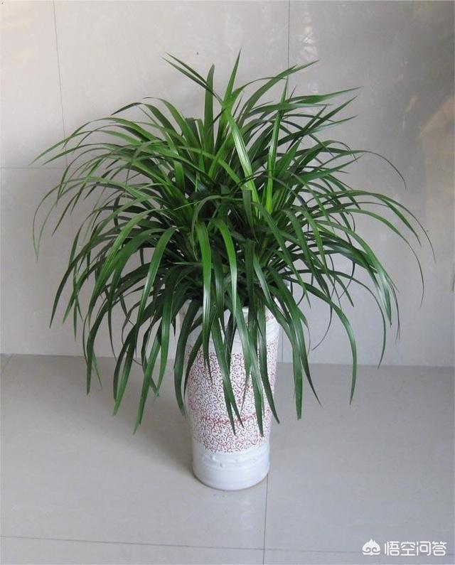 龙须树平时怎么保养(图3)