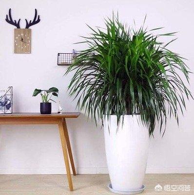 龙须树平时怎么保养(图4)