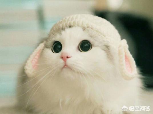 你正在和猫玩时它用嘴咬人是怎么回事,第1张