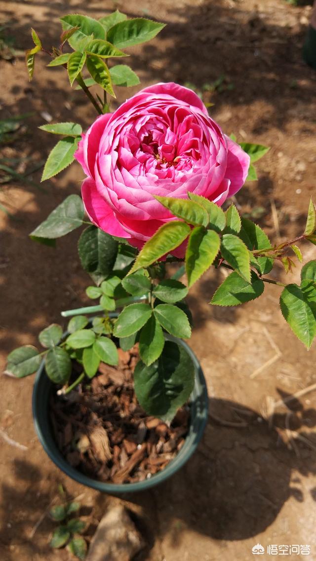 冬天新买月季花怎么养护和管理(图19)