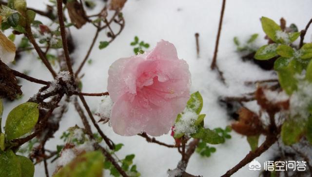 花卉绿植主题?花卉绿植主题名称!