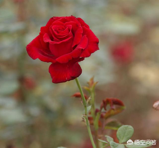 冬天新买月季花怎么养护和管理(图12)