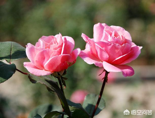 冬天新买月季花怎么养护和管理(图13)