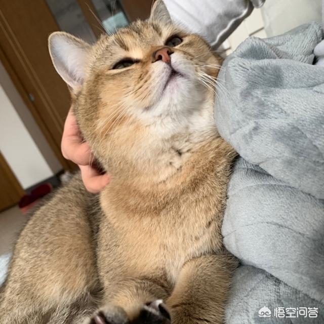 怎样才能让猫咪知道我很喜欢它,第6张