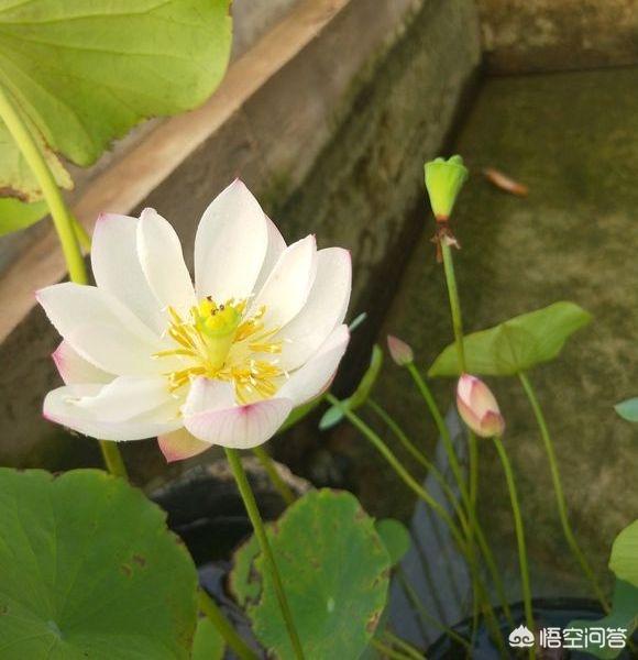 荷花摘下怎么保养最好(图5)