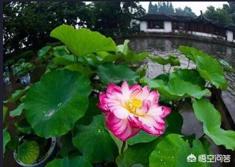 荷花摘下怎么保养最好(图10)