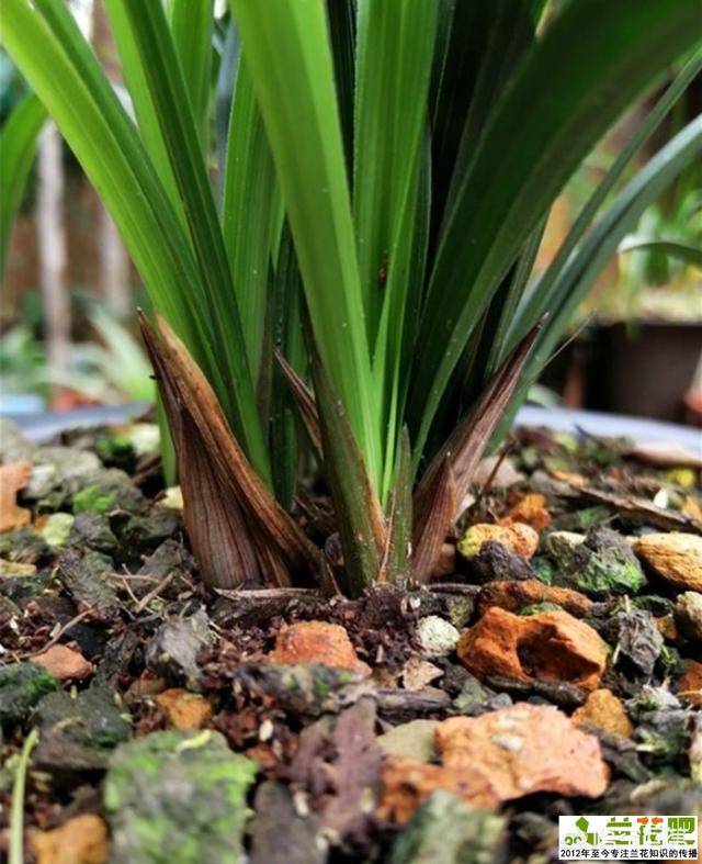 兰花的种植方法，兰花的种植方法和注意事项