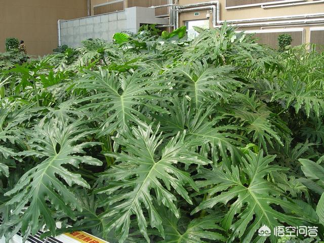 龙鳞春雨怎么养护,第2张