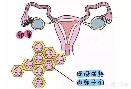如何测量女性是否排卵了(图1)