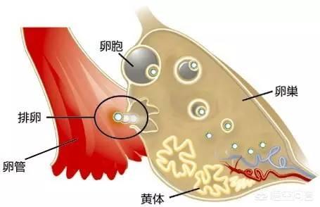 月经推迟为什么(月经推迟为什么要吃黄体酮)