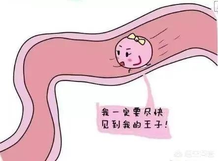 怎么知道女性是否排卵（怎么知道女性有没有排卵）(图3)