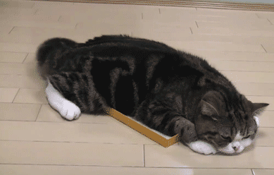 猫尾巴不能拽吗,第2张