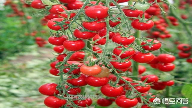 阳台种植视频,阳台种植视频大全