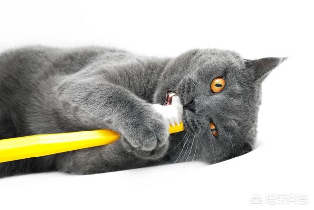 猫有必要刷牙吗？如果有的话应该怎么刷,第2张