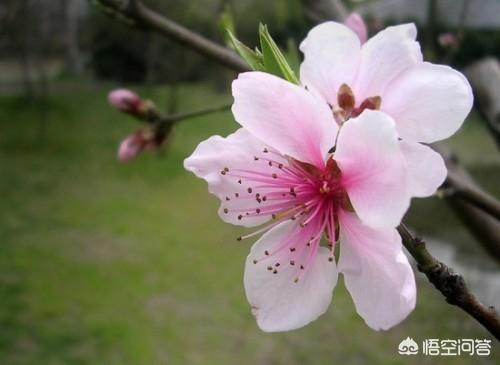 夏天十种最美的花-夏天十种最美的花图片