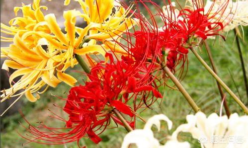 春季花坛花卉种类?春季花坛花卉种类有哪些!