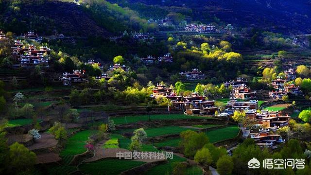 邛崃市肥猪价格今天-邛崃市肥猪价格今天多少