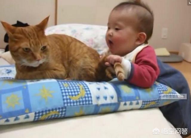 猫尾巴不能拽吗