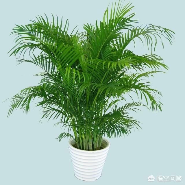 花卉图片绿植大全-花卉图片绿植大全大图