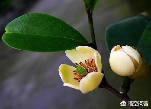 春季适合种植的花卉? 春季适合种植的花卉有哪些!