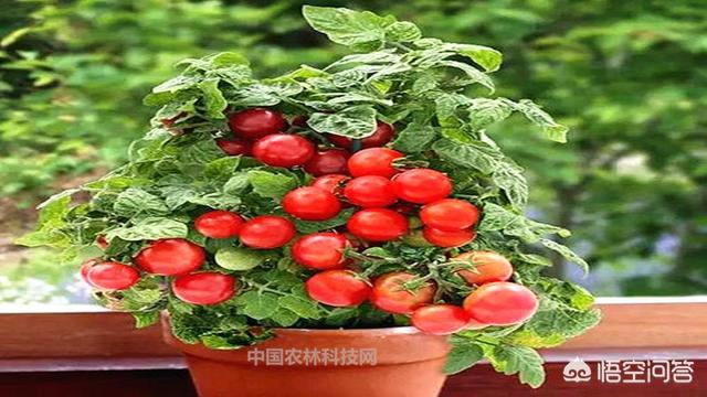 阳台种植视频,阳台种植视频大全