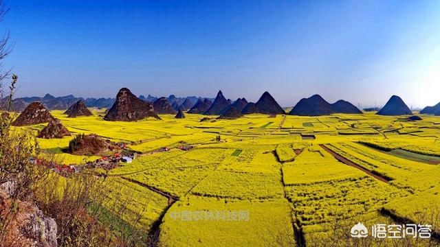 罗平花海小火车路线，罗平花海小火车路线图