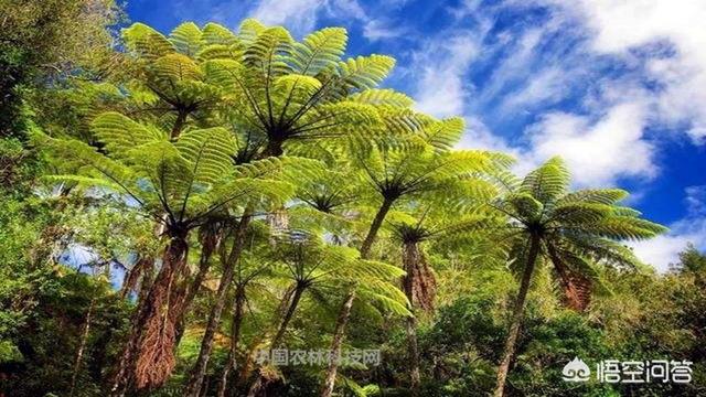 犍为县特色景点，犍为县特色景点介绍