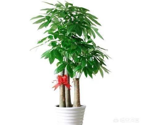 桔子皮怎么吃才能好吸收(图4)