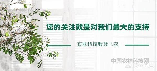 小番茄阳台种植方法,小番茄阳台种植方法和时间