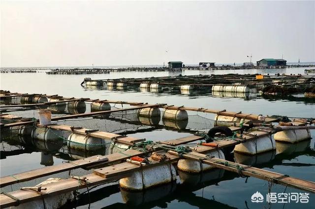 养殖拆迁赔偿明细表格 养殖场拆迁补偿标准？
