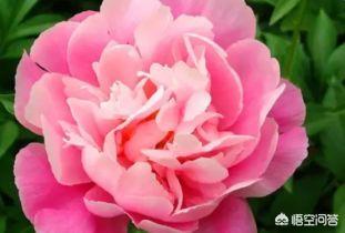 牡丹是花中皇后还是花中之王