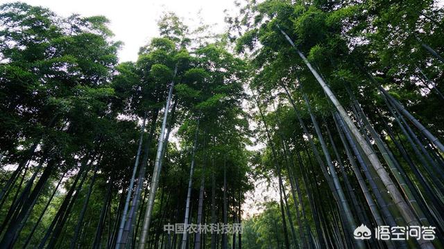浙江安吉有哪些景区