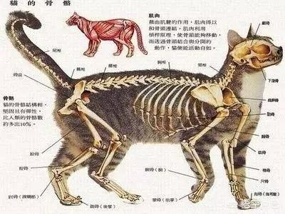 猫尾巴不能拽吗,第3张