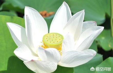 夏天十种最美的花-夏天十种最美的花图片