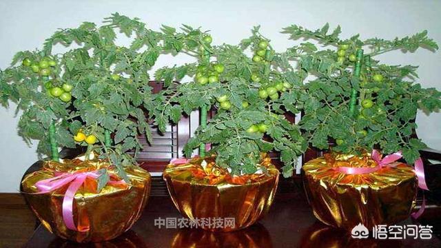 小番茄阳台种植方法,小番茄阳台种植方法和时间