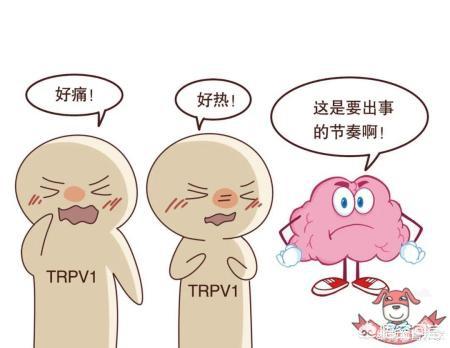 吃辣椒能减肥吗怎么吃(图5)