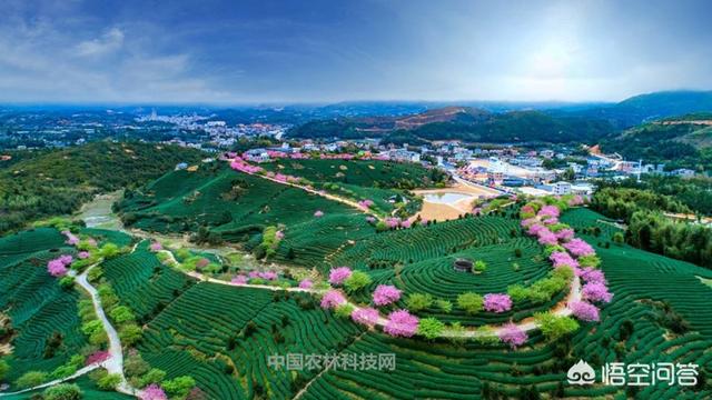 福建省漳平是哪个市？