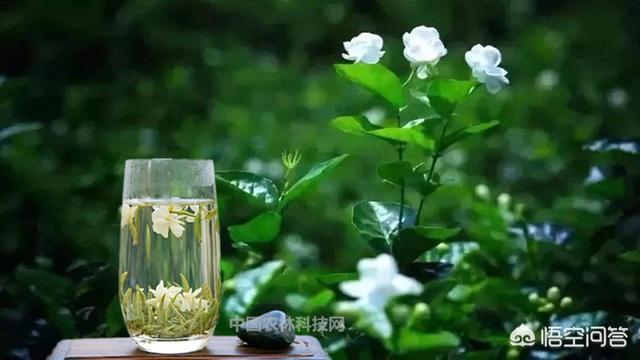 犍为县特色景点，犍为县特色景点介绍