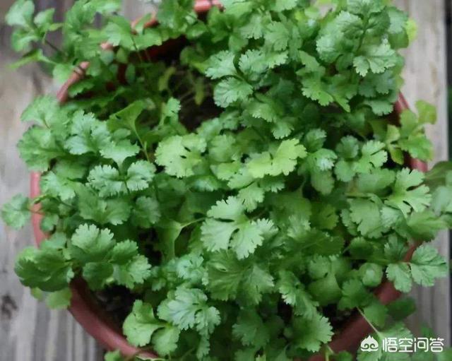 生鲜蔬菜种植，生鲜蔬菜种植方法