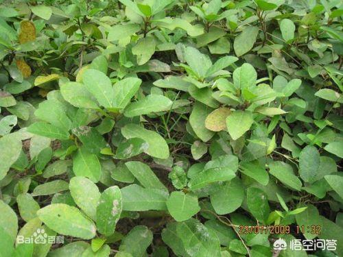 椭圆核桃怎么吃效果最好
