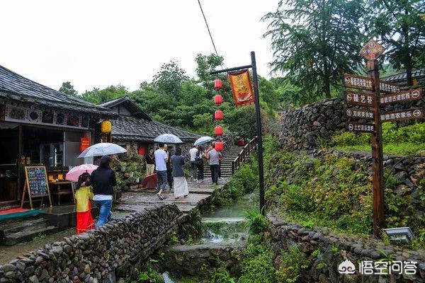 野生茶树9层楼高