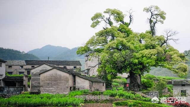 绩溪旅游-绩溪旅游景点推荐