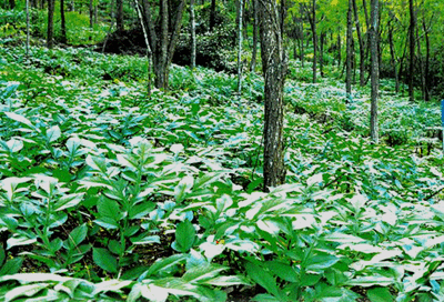 林地种植什么