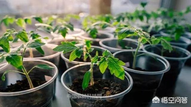 阳台盆子种植方法,阳台盆子种植方法视频