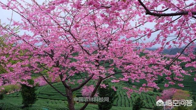 福建省漳平是哪个市？