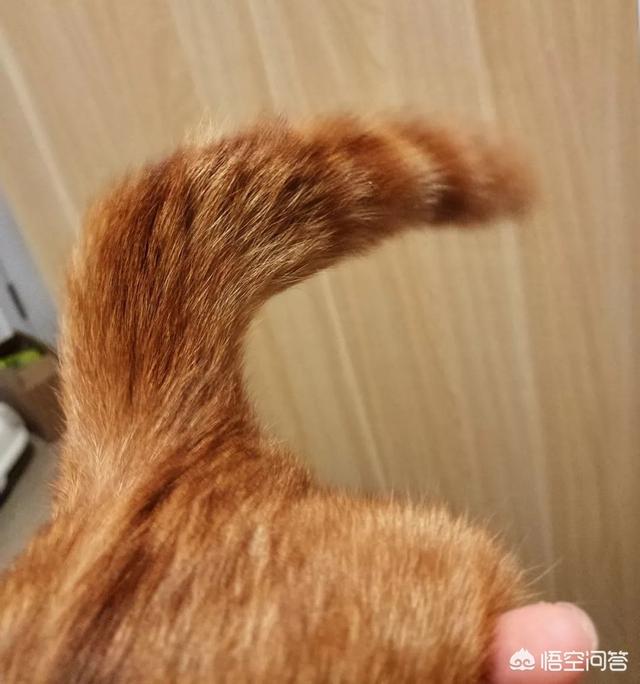猫尾巴不能拽吗,第5张