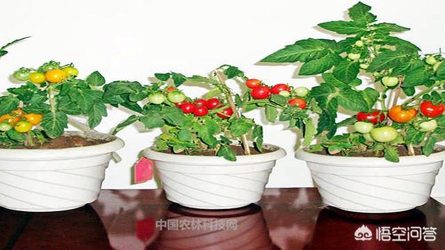 阳台盆子种植方法,阳台盆子种植方法视频