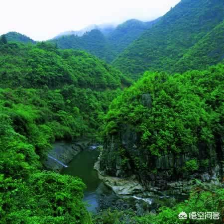 野生茶树9层楼高