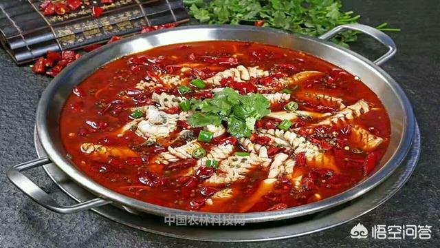 邛崃市肥猪价格今天-邛崃市肥猪价格今天多少