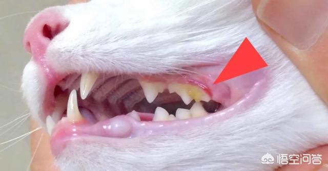 猫有必要刷牙吗？如果有的话应该怎么刷,第4张